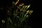 Isolated Orange Day lilies, Hemerocallis