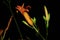 Isolated Orange Day lilies, Hemerocallis