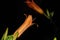 Isolated Orange Day lilies, Hemerocallis