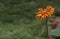 Isolated Orange Flower on Green Background