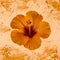 Isolated orange hibiscus blossom with droplets macro on watercolored splattered background