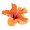 Isolated orange hibiscus flower vector illustration on white