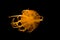 Isolated orange jellyfish on black background, poison but beautiful aquatic sealife