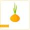 Isolated orange onion memory training card