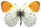 Isolated orange tip butterfly