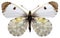 Isolated Orange Tip butterfly