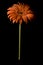 Isolated Orange Vertical Gerbera