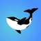 Isolated orca whale on blue background. Killer whale. Sea animal. Colorful orca whale in blue ocean