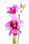 Isolated orchid flower