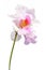 Isolated orchid flower