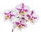 Isolated orchids with large pink spots