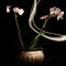 Isolated Orchids with Light Painting