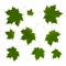 Isolated ornament of green maple leaves