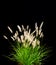 Isolated Ornamental Grass on Black