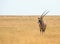 Isolated Oryx on dry Etosha Plains