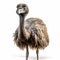 Isolated Ostrich: Colorized Filp Hodas Style With Shiny Eyes
