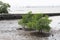 isolated pair of mangrove trees into the tidal muddy coast of elephanta island