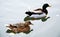 Isolated pair of sweet ducks on the pond, natural image