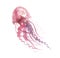 Isolated pale color tender jellyfish