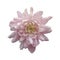 Isolated pale pink chrysanthemum on a white background