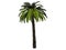 Isolated palm tree