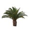 Isolated Palm Tree
