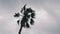 Isolated palm tree against grey cloudy sky. Palm tree leaves swaying in wind. Bottom view of palm tree