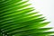 Isolated palm tree leaves in vivid green elegance on white