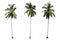 Isolated palm trees on white background for decorated idea natural design