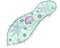 The isolated Paramecium caudatum