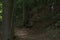 Isolated park bench in the middle of a forest and surrounded by large trees