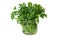 Isolated Parsley