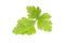 Isolated parsley leaf over white