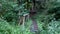 Isolated pathway through the green tapestry of a pristine forest garden, with resting place amidst textured earth and weathered