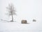 Isolated pear tree and hay bale covered with snow in a winter scenery