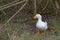 Isolated pekin duck standing on a river bank