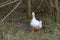 Isolated pekin duck standing on a river bank