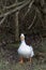 Isolated pekin duck standing on a river bank