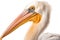 Isolated Pelican Majestic Face on transparent background, Generative Ai