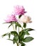 Isolated Peony Flowers on White Background