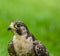 Isolated Peregrine falcon Falco peregrinus or duck hawk perched on the ground - it is the fastest raptor bird