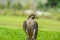 Isolated Peregrine falcon Falco peregrinus or duck hawk perched on the ground - it is the fastest raptor bird