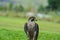 Isolated Peregrine falcon Falco peregrinus or duck hawk perched on the ground - it is the fastest raptor bird