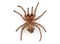 Isolated photo of brown spider`s molt