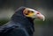 Isolated photo of a buzzard looking aside