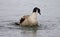 Isolated photo of an expressively swimming Canada goose