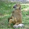 Isolated photo of a funny baboon looking aside