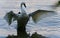 Isolated photo of a trumpeter swan showing wings