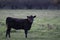 Isolated picture of a black calf on meadow