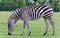 Isolated picture with a zebra eating the grass